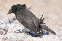 Geospiza magnirostris